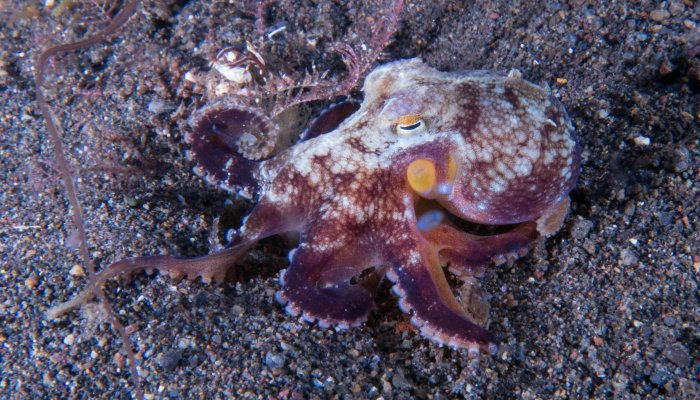 Unknown Octopus